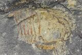 Three Pelagic Trilobite (Cyclopyge) Fossils - El El Kaid Rami, Morocco #165837-2